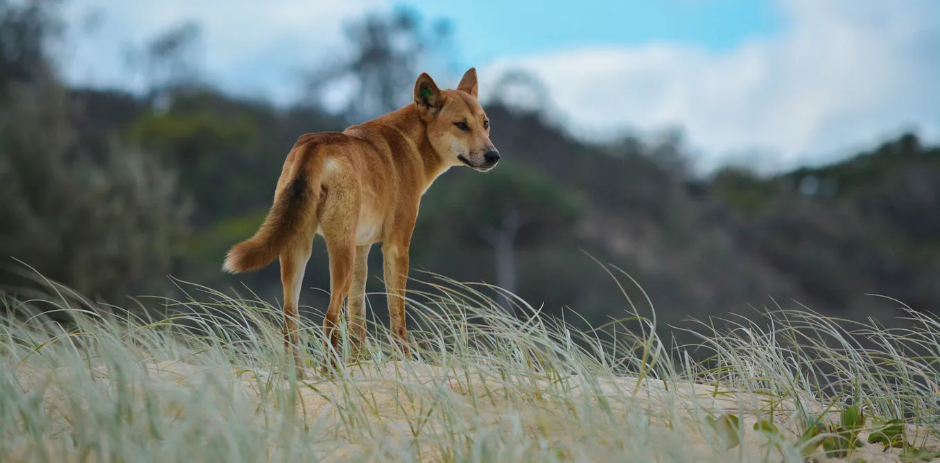 The dingo debate is heating up. How we manage these animals will determine their future The dingo debate is heating up. How we manage these animals will determine their future