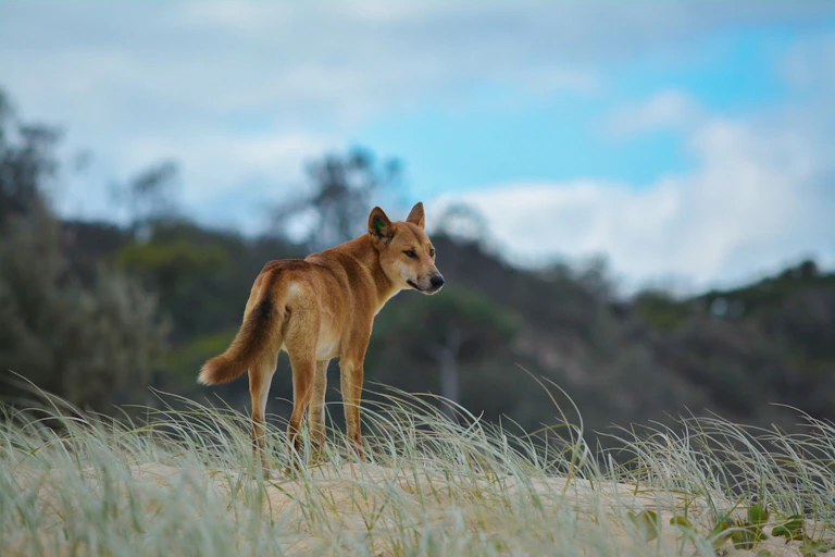 A dingo stands on a patch of sandy land on a windy day.