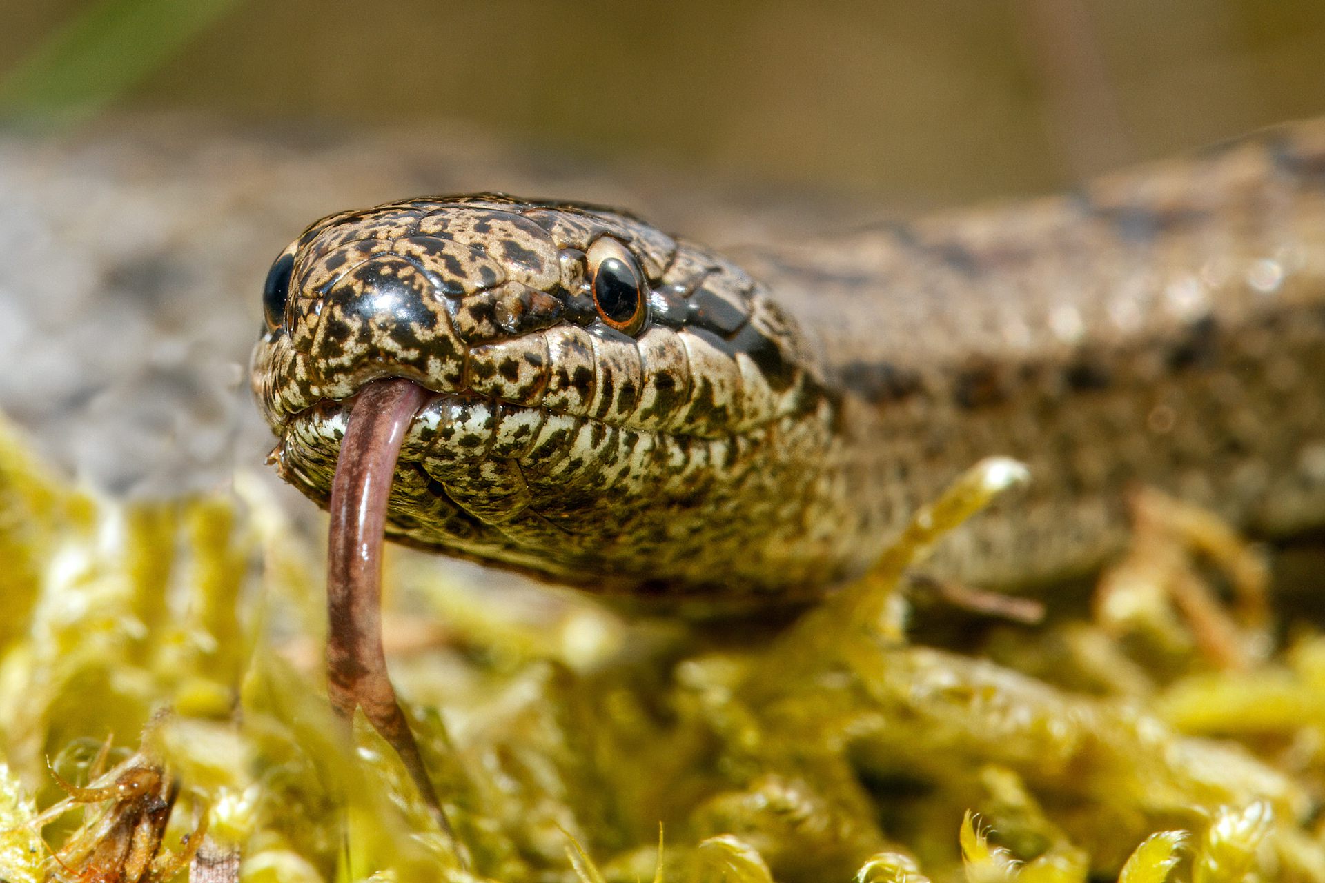A new venomous British snake? Why there’s no need to panic