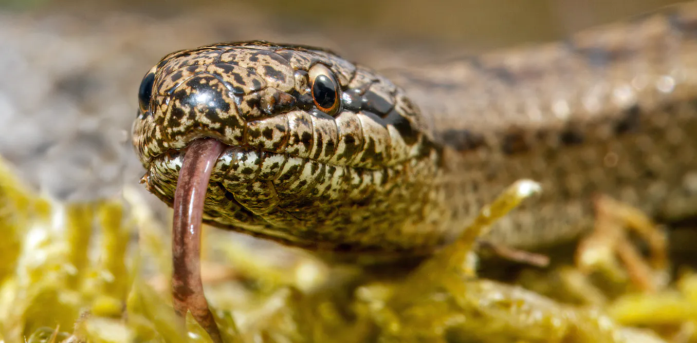 A new venomous British snake? Why there’s no need to panic A new venomous British snake? Why there’s no need to panic