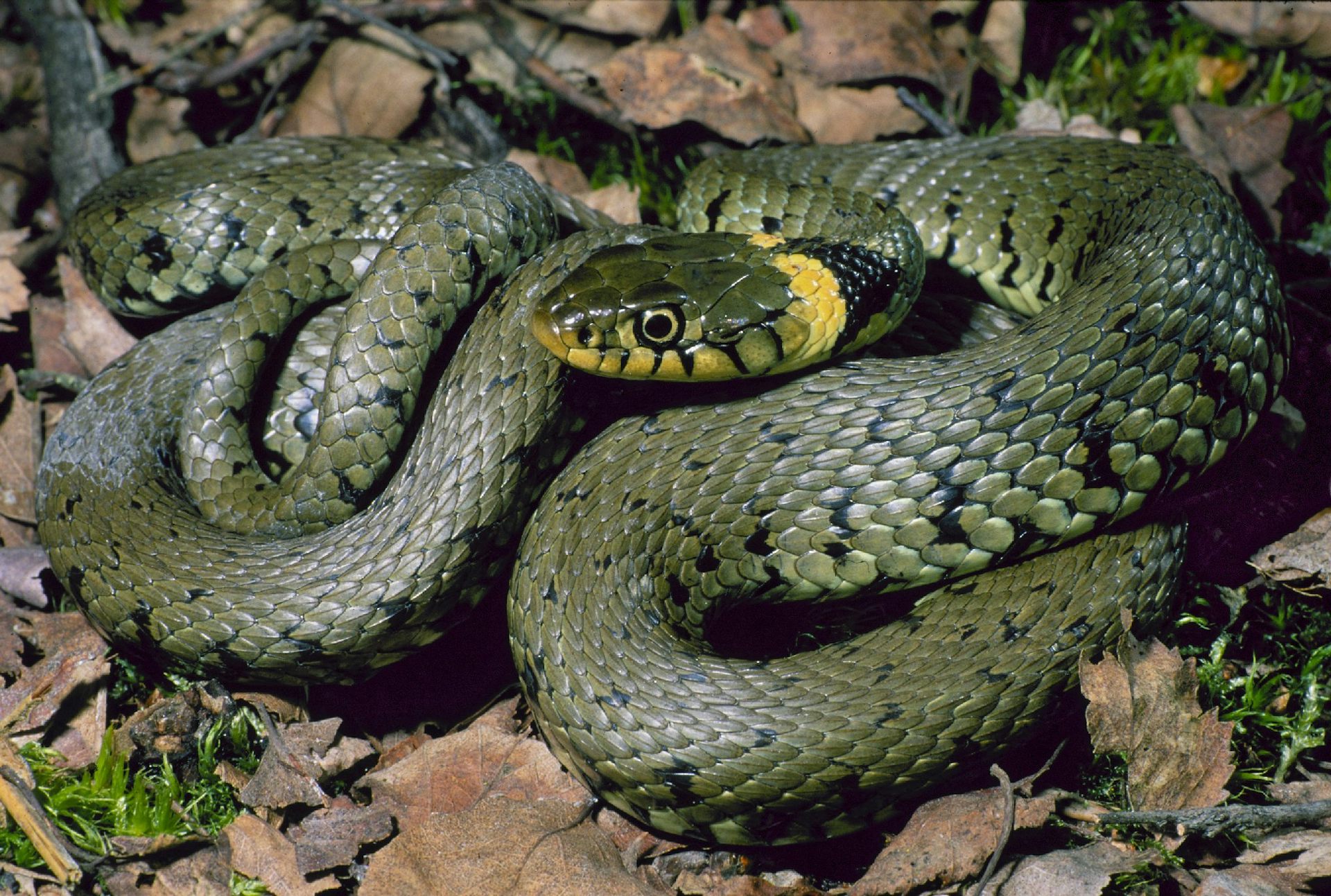 Snake coiled in a heap on brown leaves.