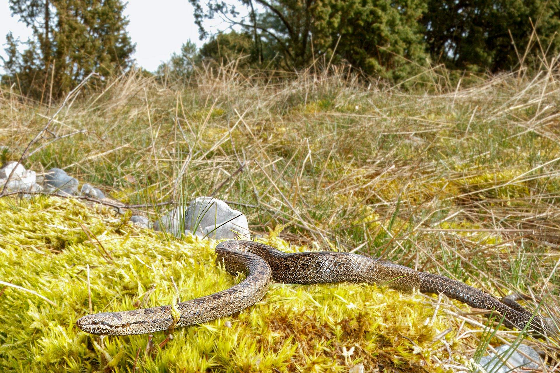 Small brown snake lying on moss.