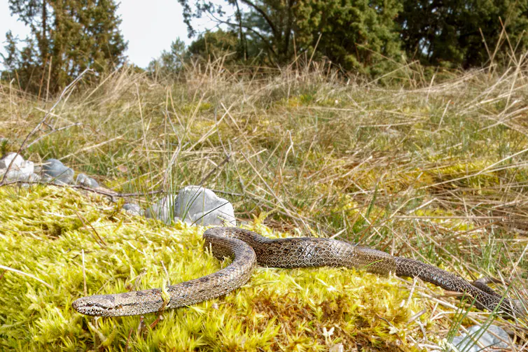 Small brown snake lying on moss.