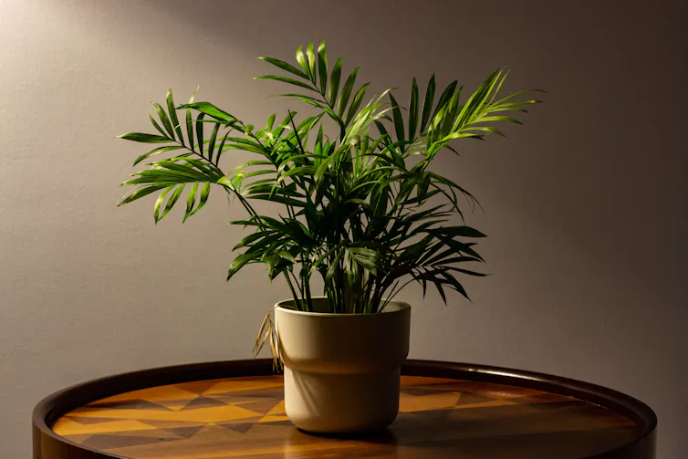Small houseplant on side table