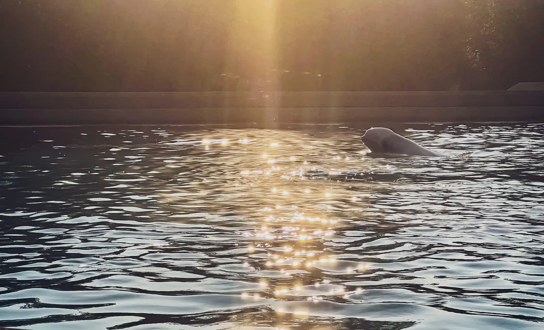 A whale