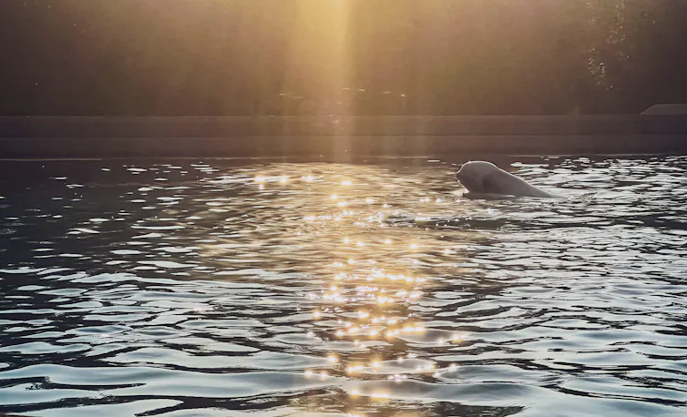 A whale's head breaching the surface of a pool, with sunlight casting golden light.