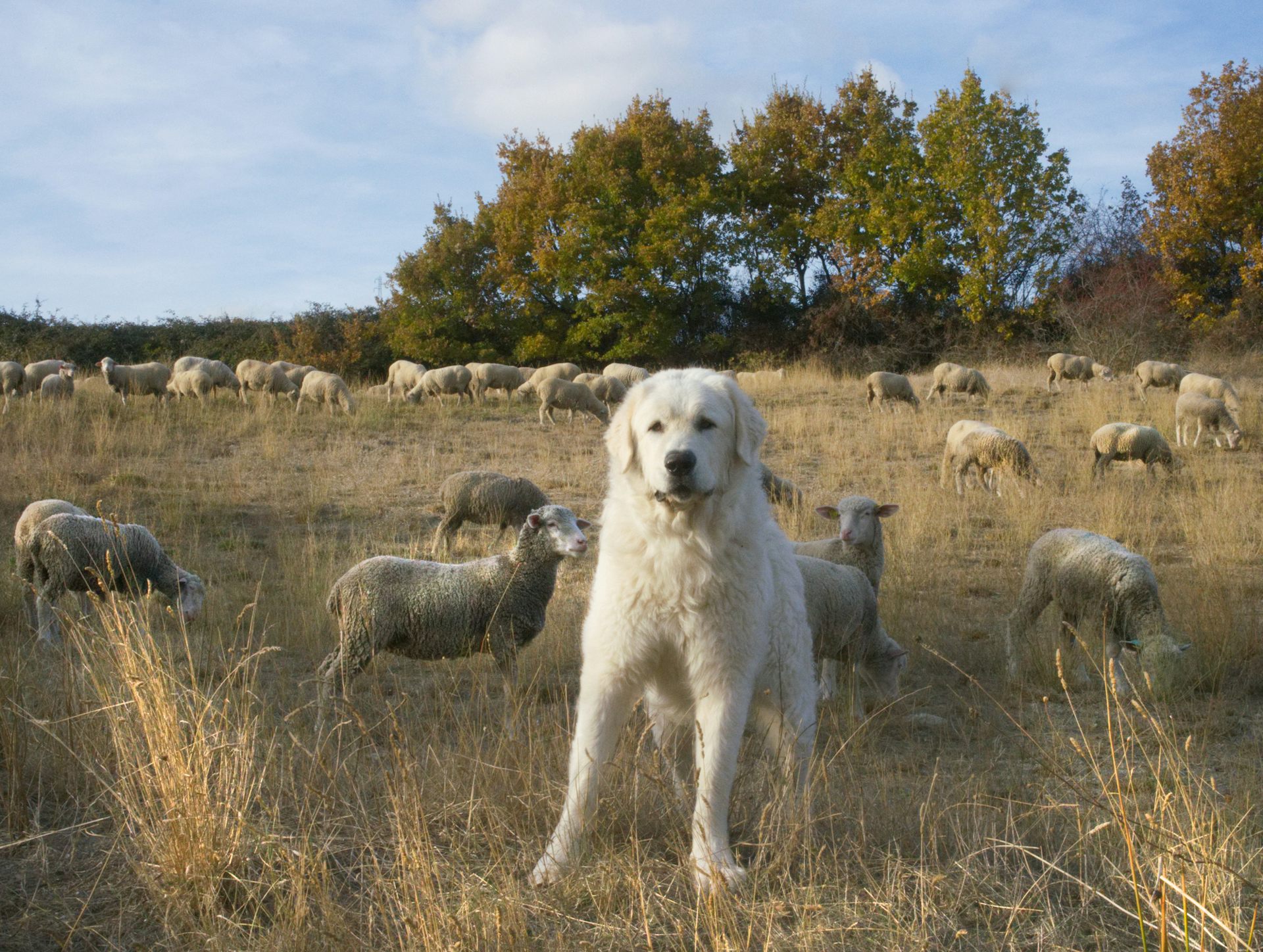 A white Maremma sheepdogs stands among a flock of sheep.