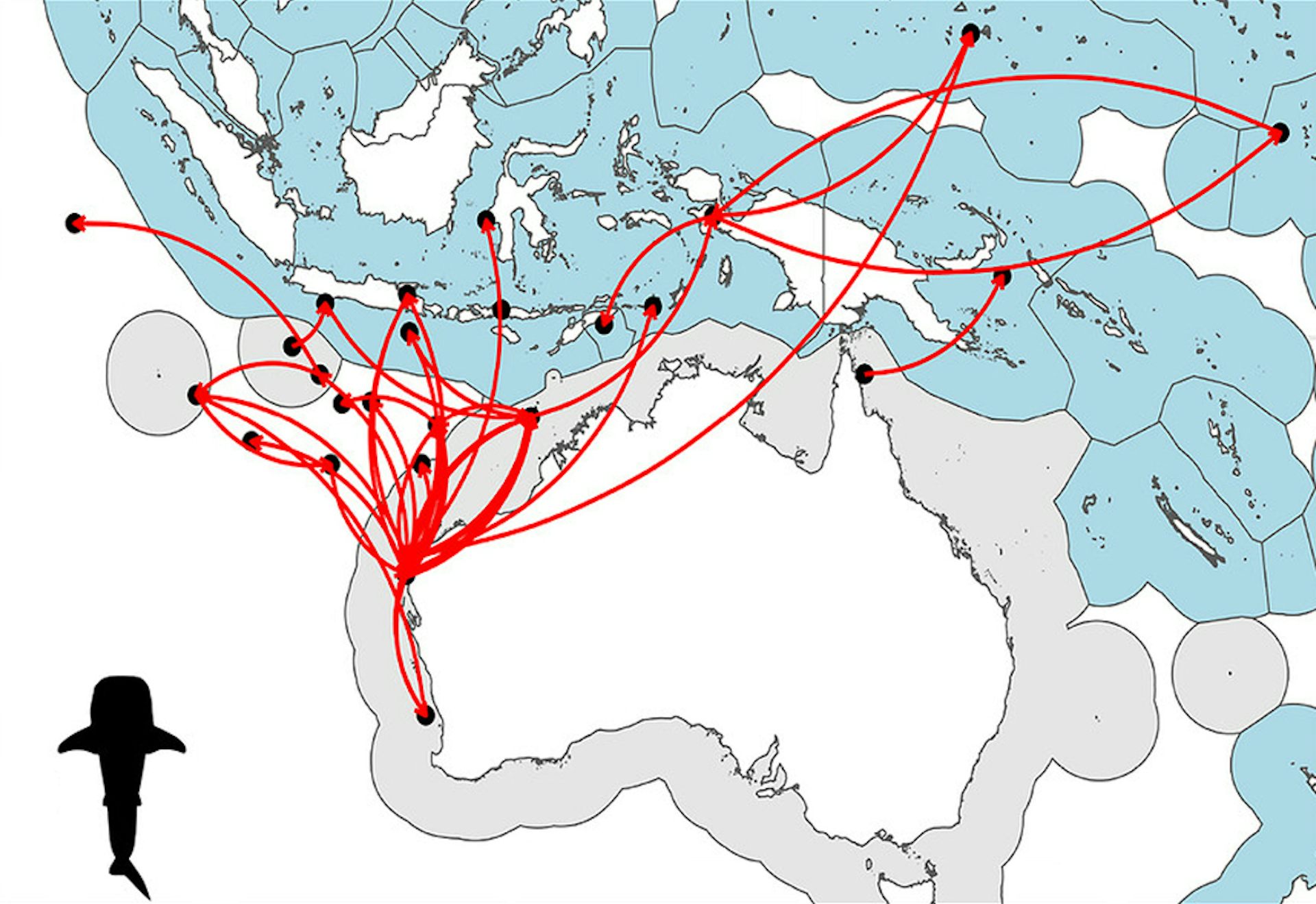 A map showing the movements of a whale shark.