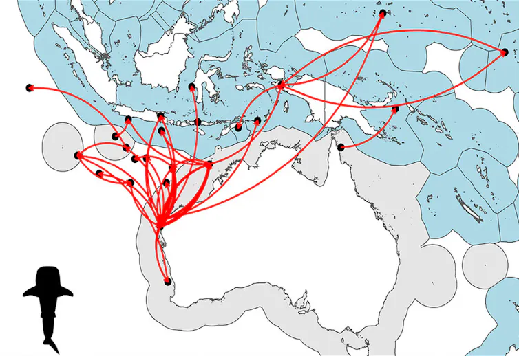 A map showing the movements of a whale shark.