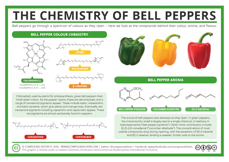 Infographic that outlines several of the carotenoids mentioned and how they relate to pepper colour.