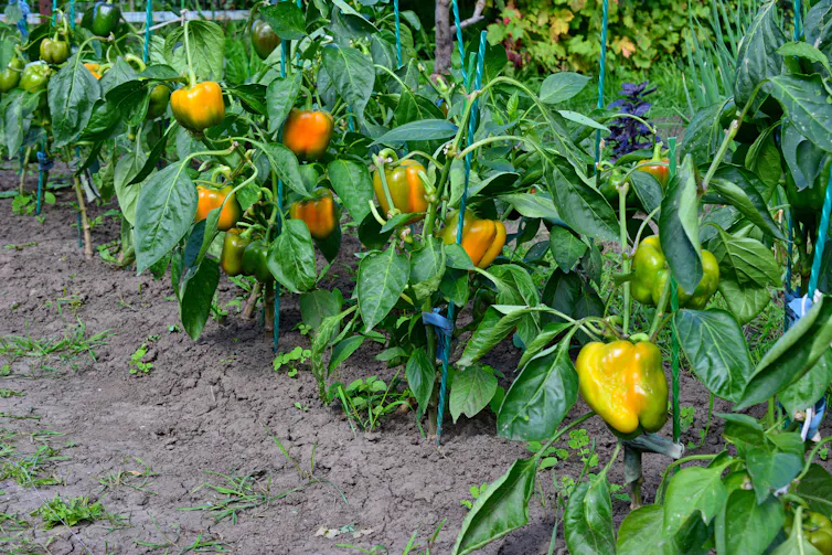 A garden bed with capsicum plants that are partially green, yellow and orange.