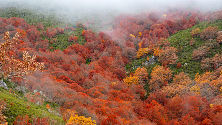 Vista otoñal de un bosque