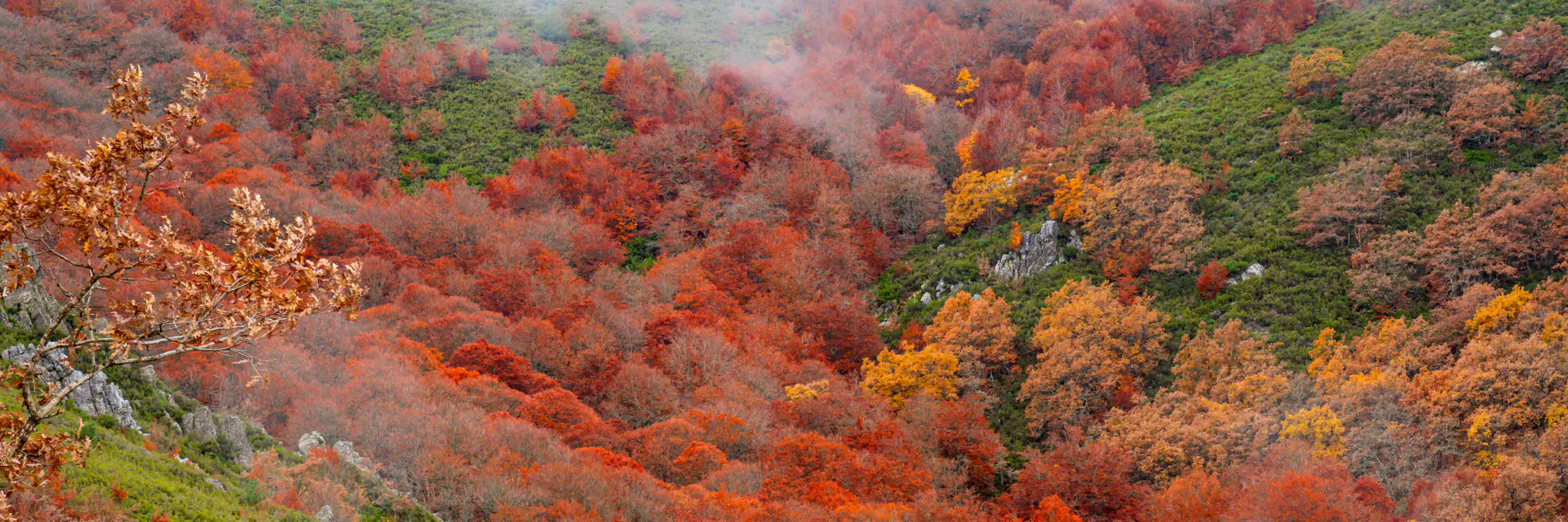Vista otoñal de un bosque