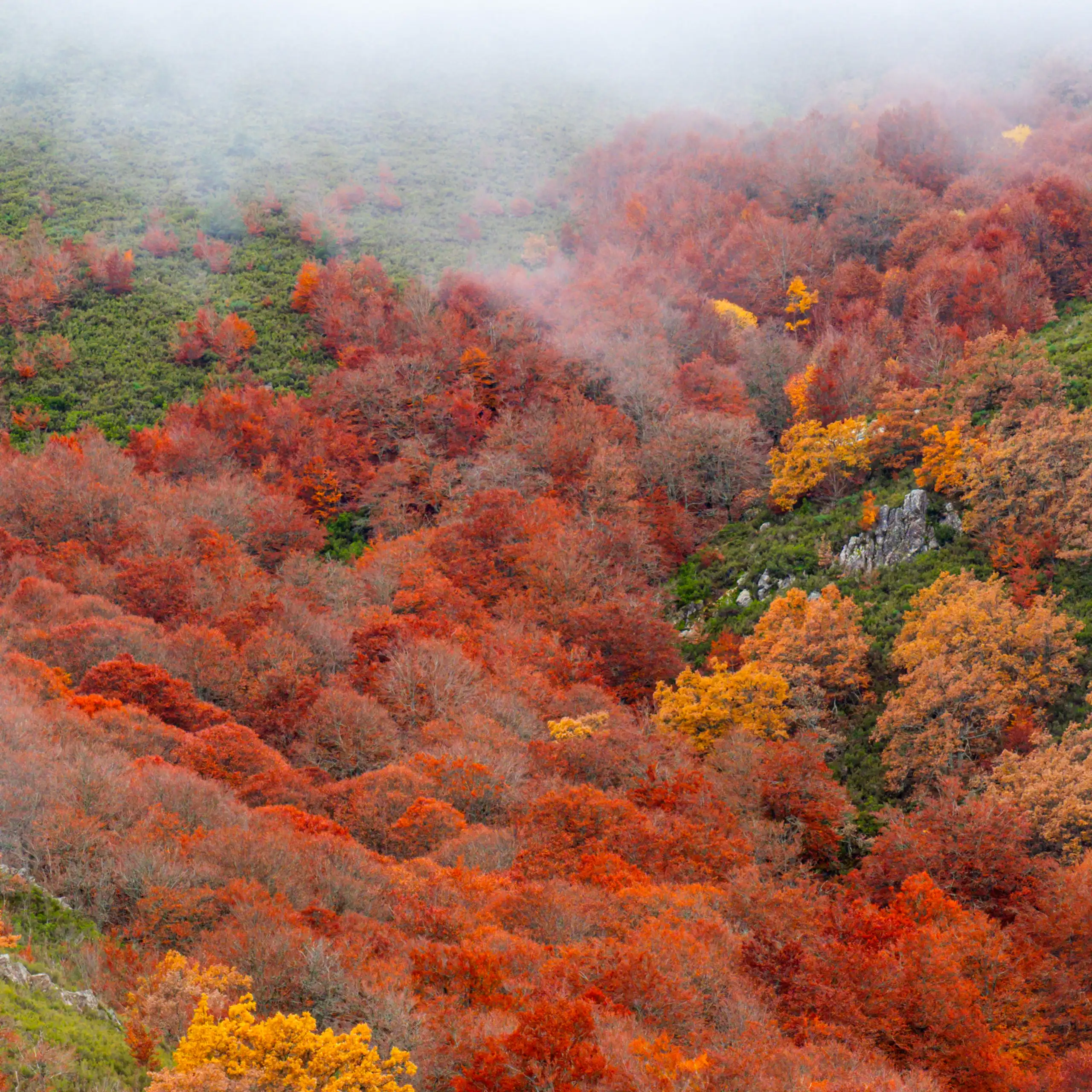 Vista otoñal de un bosque
