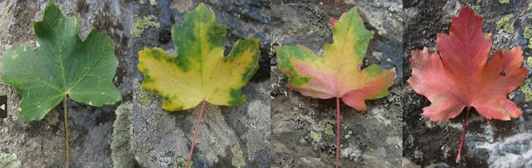 Hojas con distintos colores