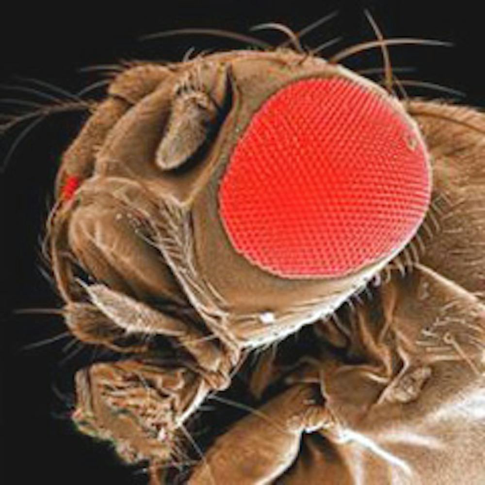 Ode A La Mouche Du Vinaigre Petit Soldat De La Recherche Fondamentale Ode A La Mouche Du Vinaigre Petit Soldat De La Recherche Fondamentale