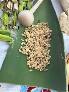 Escamoles (Liometopum sp.), le « caviar mexicain », présentés dans une foire gastronomique