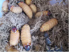 Larves de charançon du palmier (Rhynchophorus palmarum) sur un marché d’Amazonie équatorienne