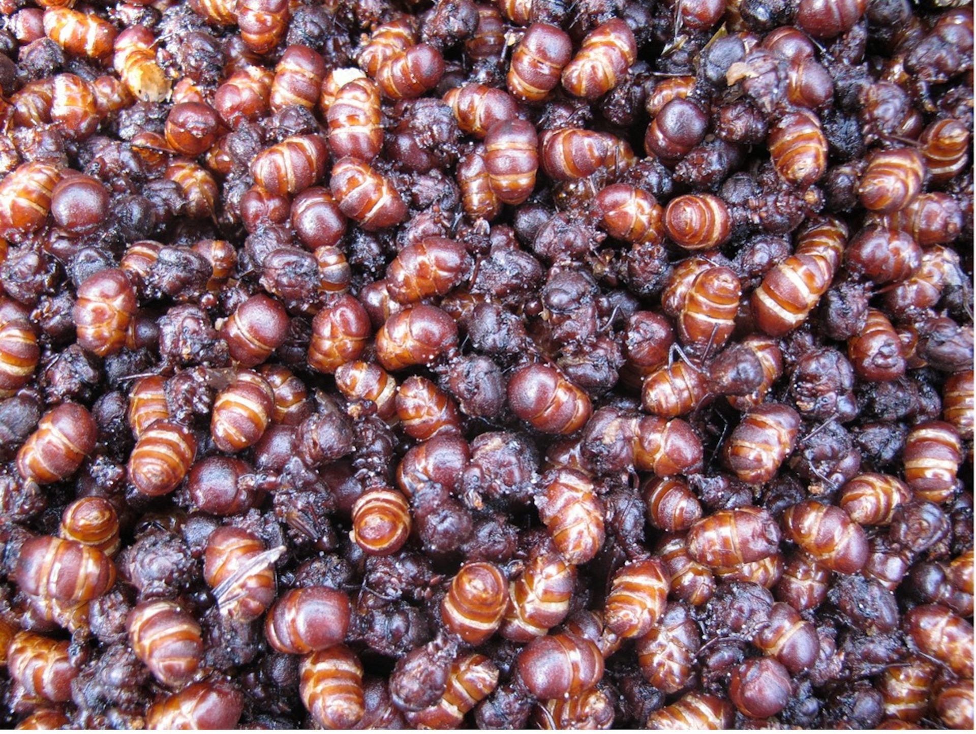 Hormigas culonas (reines de fourmis Atta laevigata) vendues dans un stand de rue à Bucaramanga (Santander, Colombie)