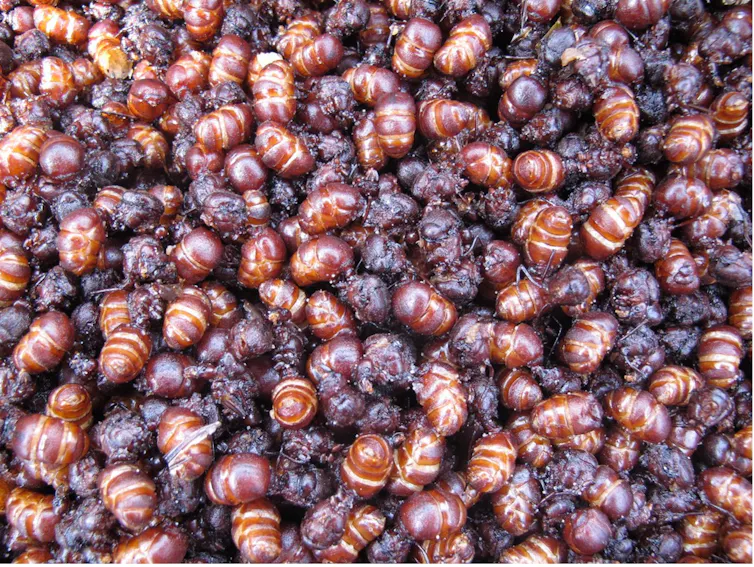 Hormigas culonas (reines de fourmis Atta laevigata) vendues dans un stand de rue à Bucaramanga (Santander, Colombie)