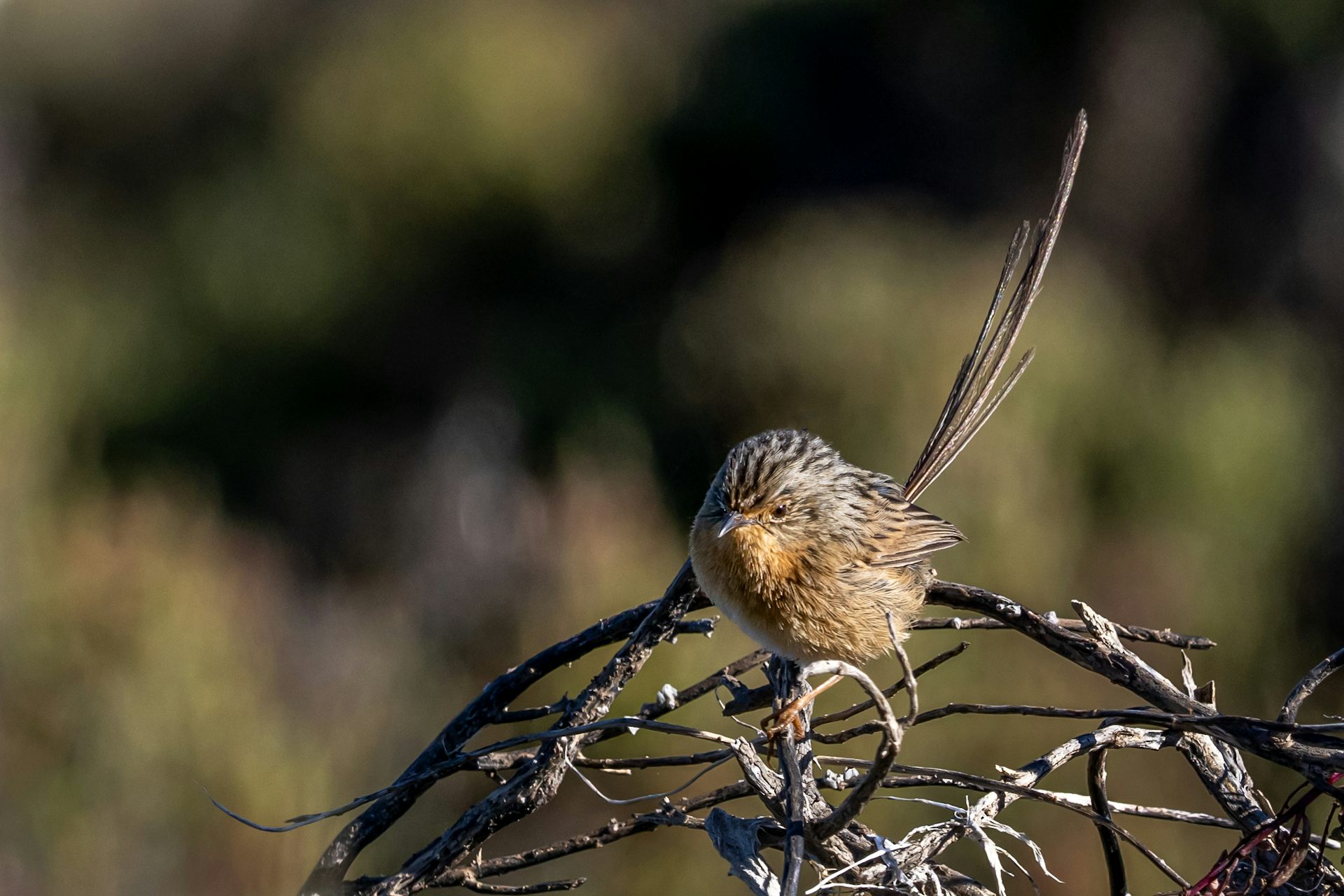 The space race should not endanger Australian wildlife