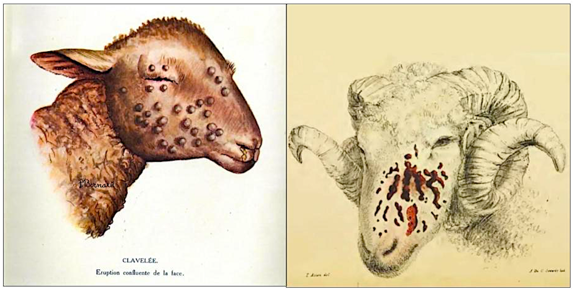 Illustrations of the effects of sheeppox virox.