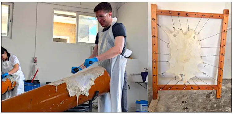 Modern-day production of parchment from animal skin.