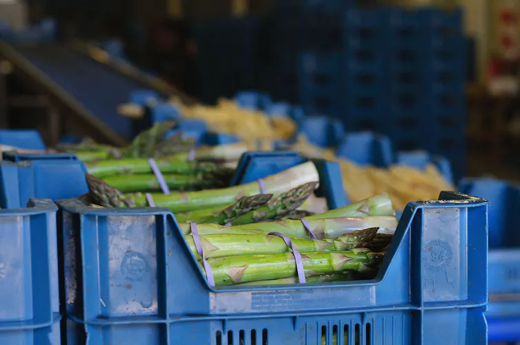asparagus in crates