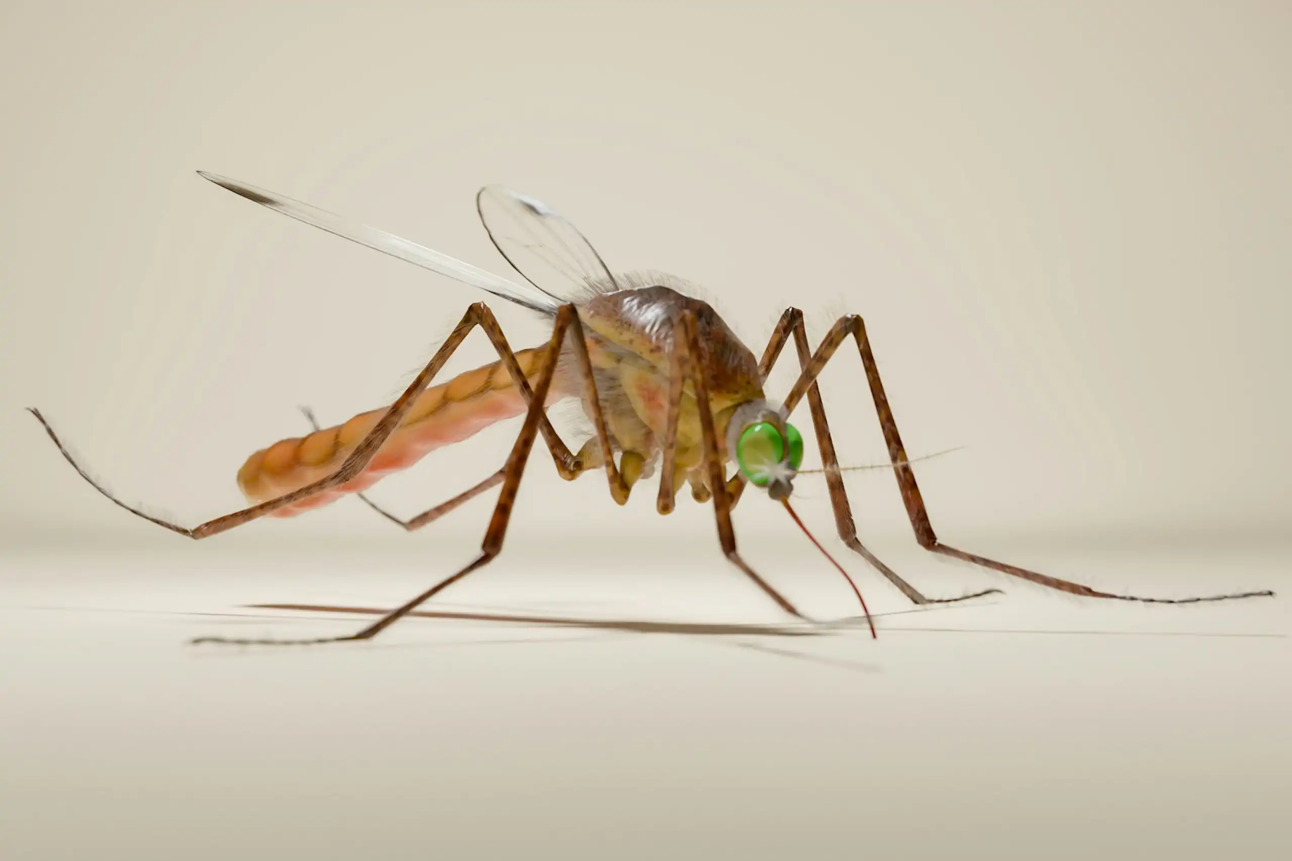 Gros plan sur un moustique aux pattes brunes et à la tête vert vif.