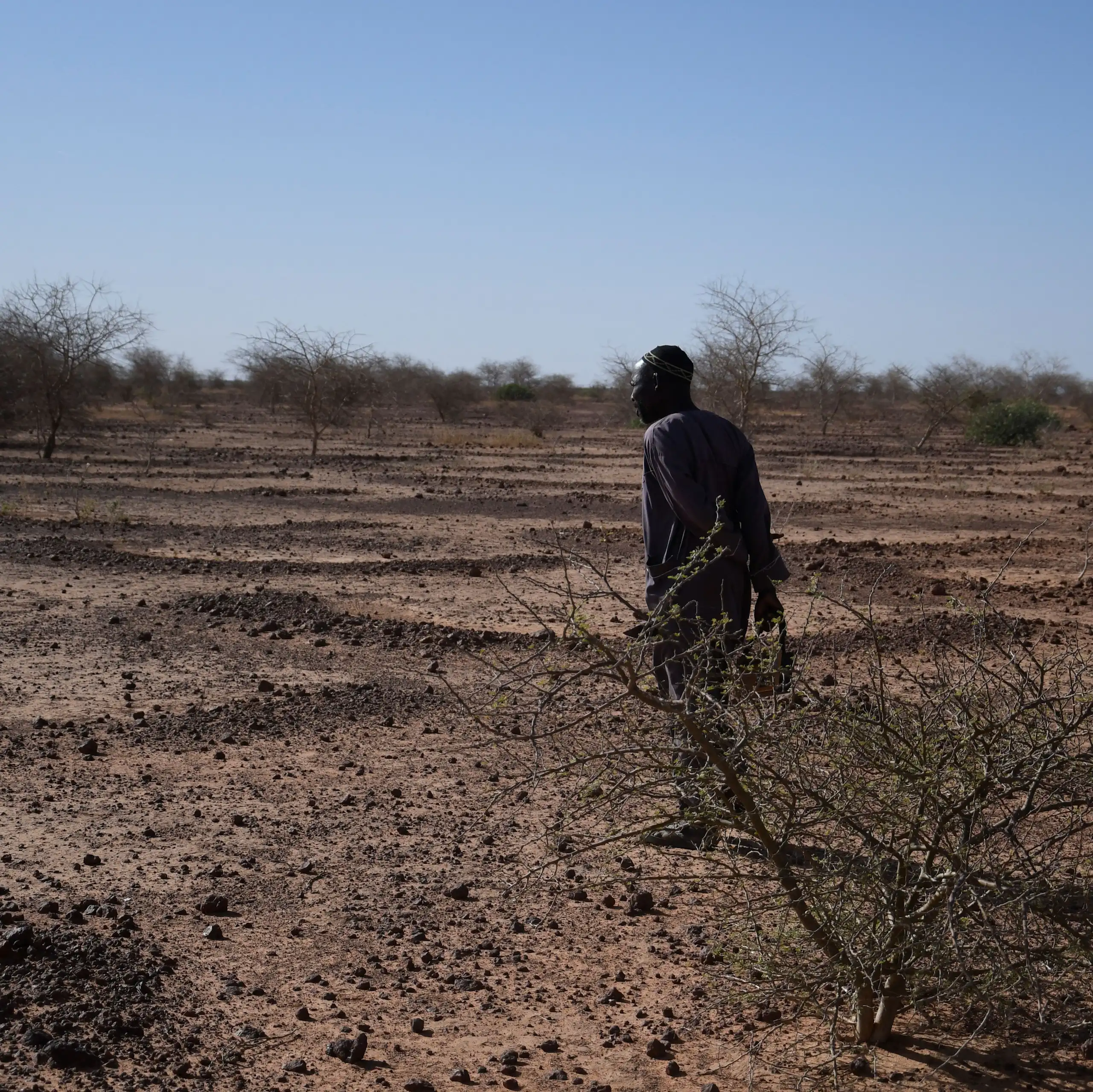 A Nigerien farmer walks through a dry area that is only dotted by two very drought-resistant tree species that barely have any leaves.