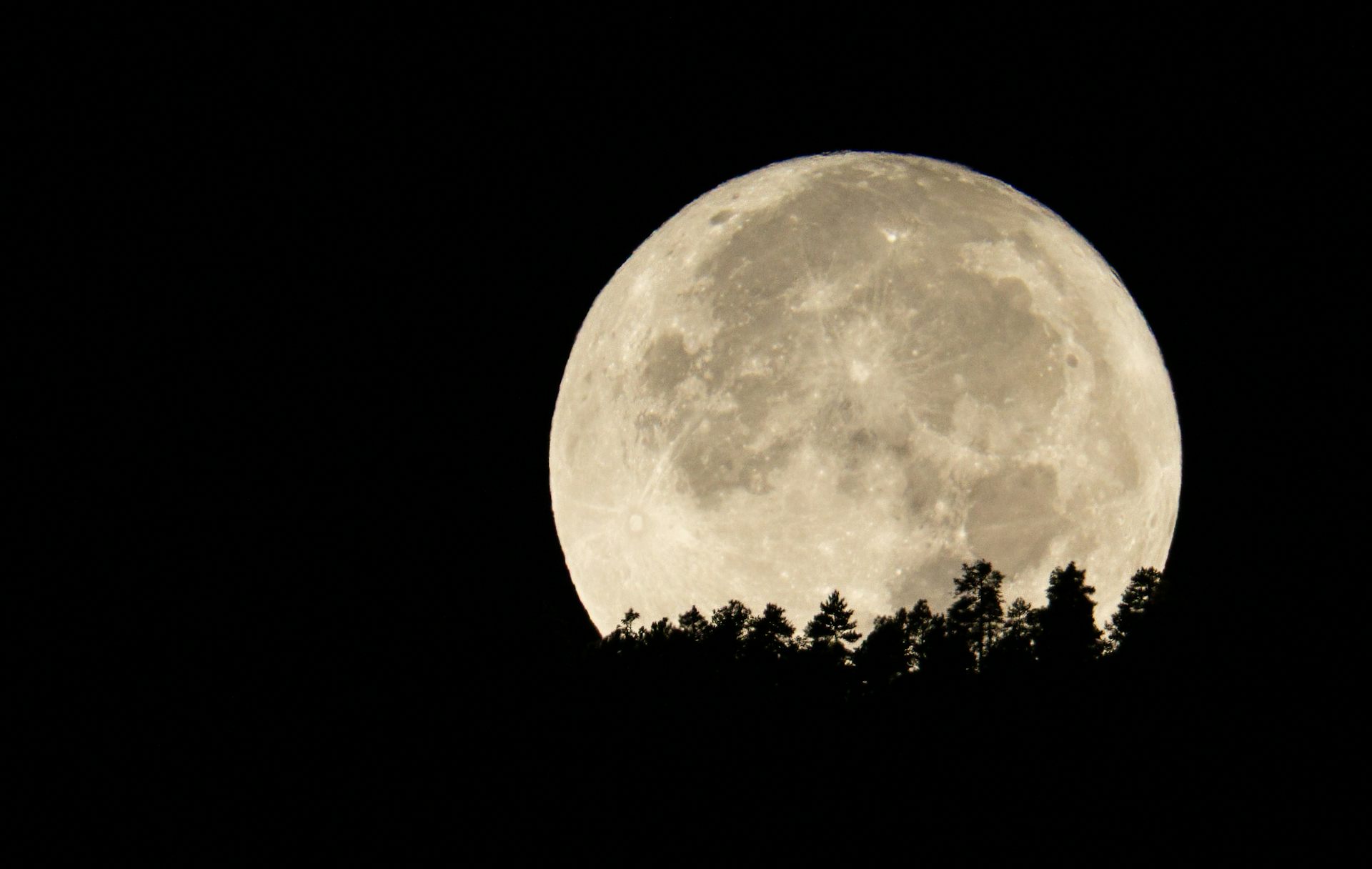 Large moon behind outlined trees