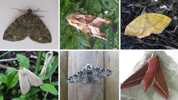 July Highflyer, Angle Shades, Yellow Shell, Common Wainscot, Peppered Moth and a Elephant Hawk-moth.