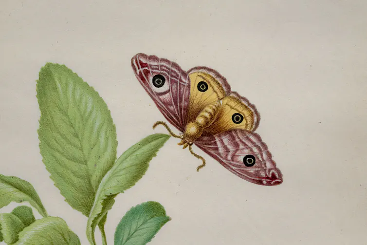 Painting of a moth flying towards a leaf