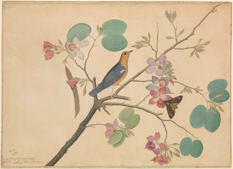 Painting of An Orange-Headed Ground Thrush and a Death's-Head Moth on a Purple Ebony Orchid Branch