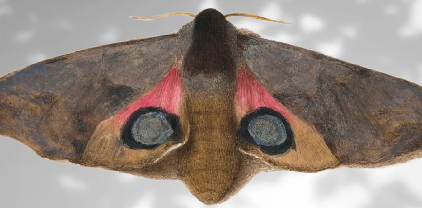 Moths in art history: centuries of creativity reveal the beauty of a misunderstood insect Moths in art history: centuries of creativity reveal the beauty of a misunderstood insect