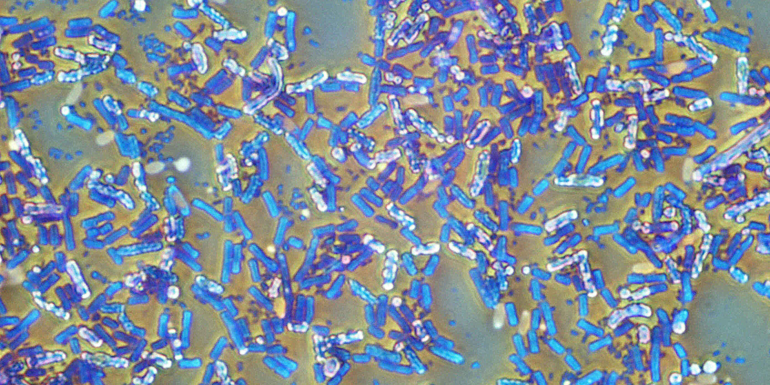 Spores need external food