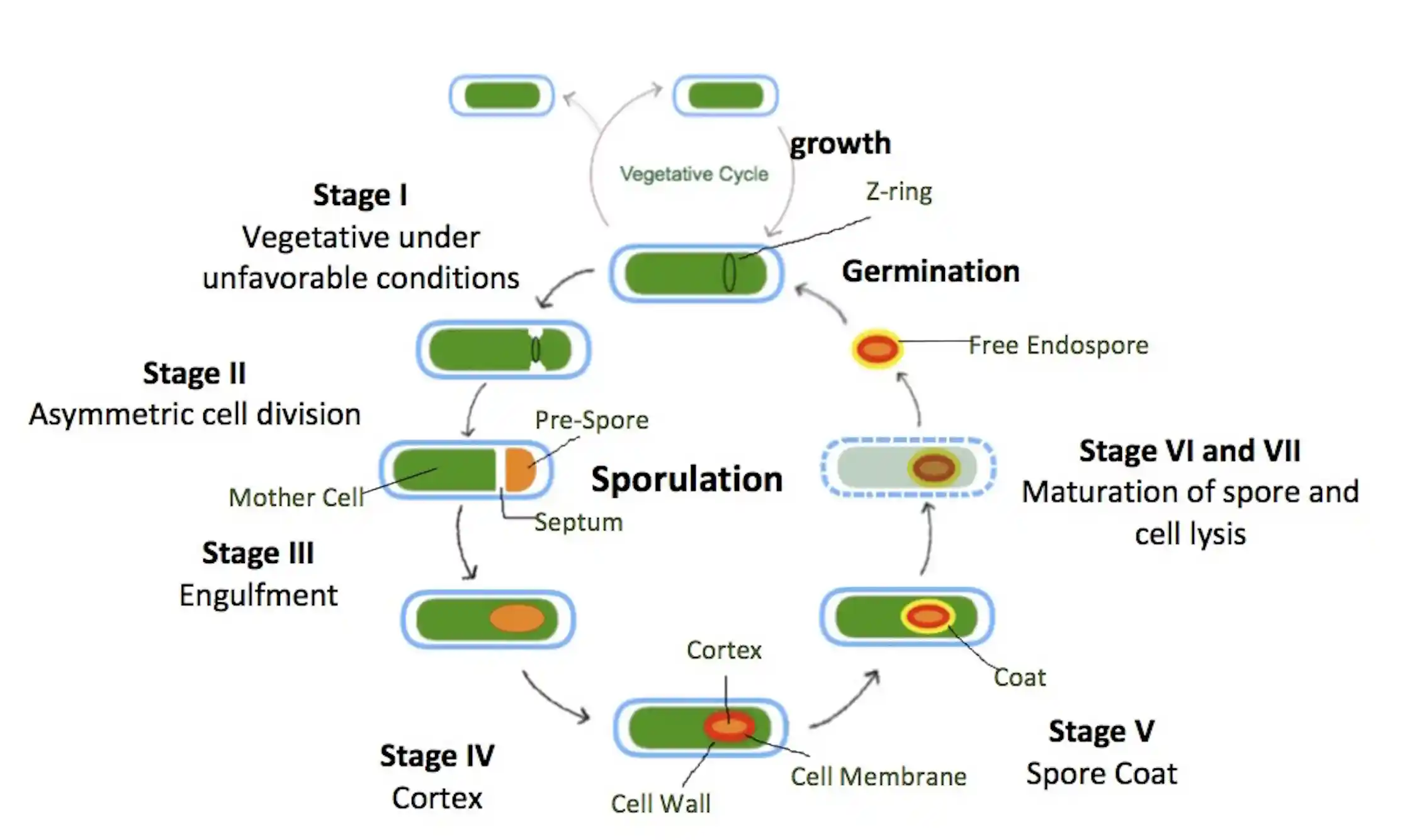 A diagram shows the process of sporulation broken into eight stages and ending in germination.