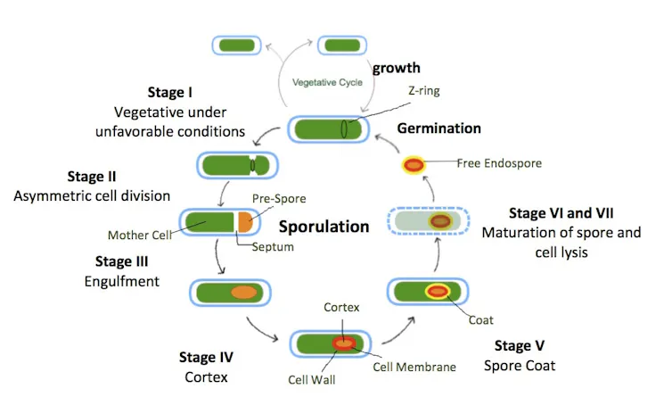 A diagram shows the process of sporulation broken into eight stages and ending in germination.