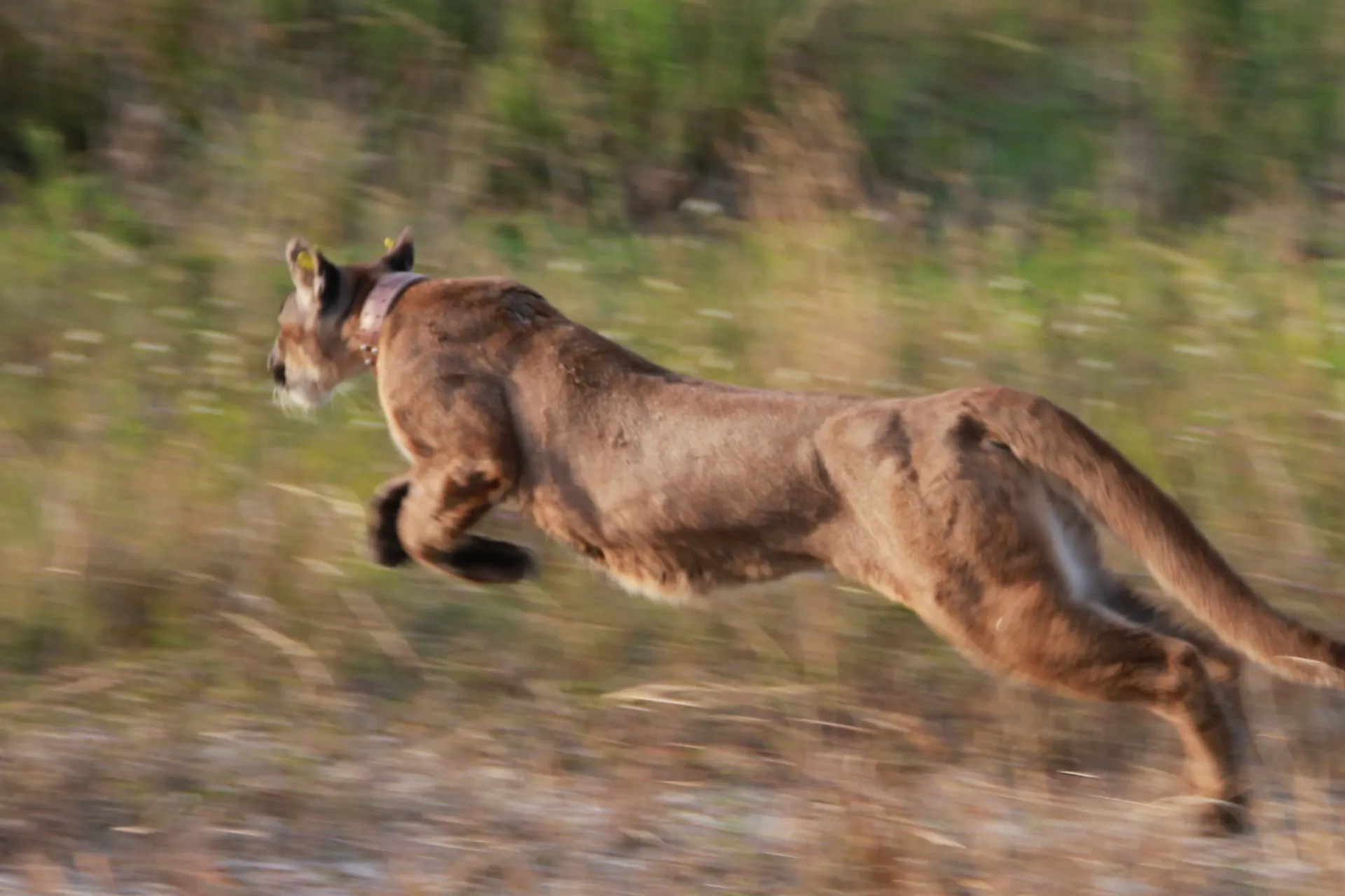 A rescued Florida panther, one of fewer than 300 of the endangered big cats alive today, is released into the wild.
