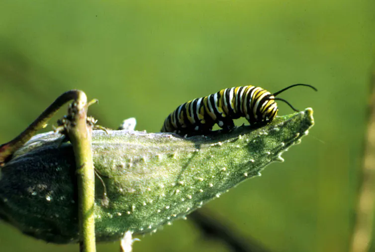 A stripped yellow and black caterpillar on a large fuzzy pod.