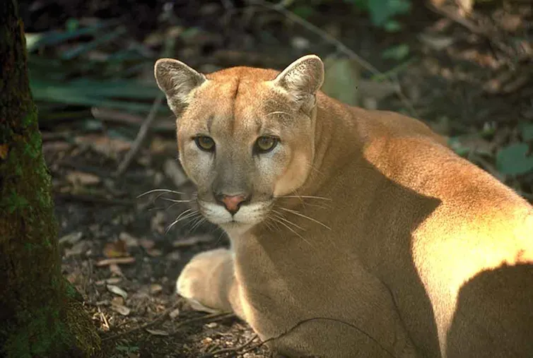 A big yellow cat under a tree stares into the camera.