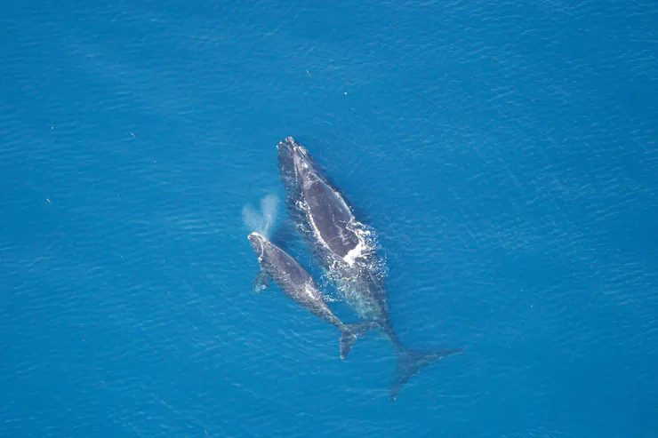 A right whale and its calf