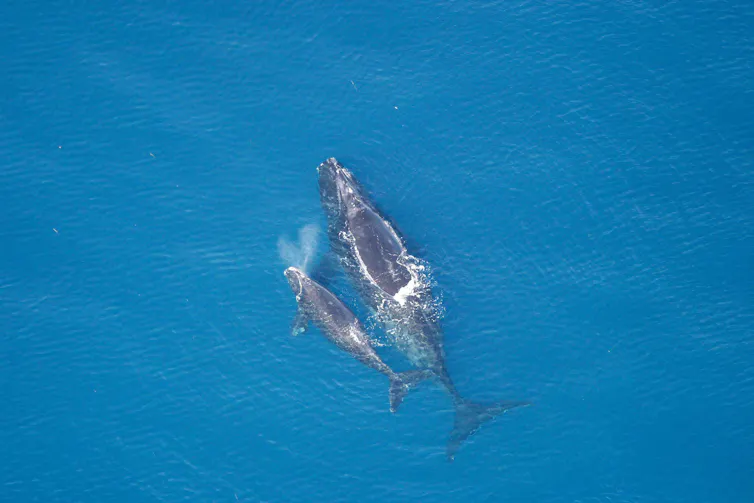 A right whale and its calf