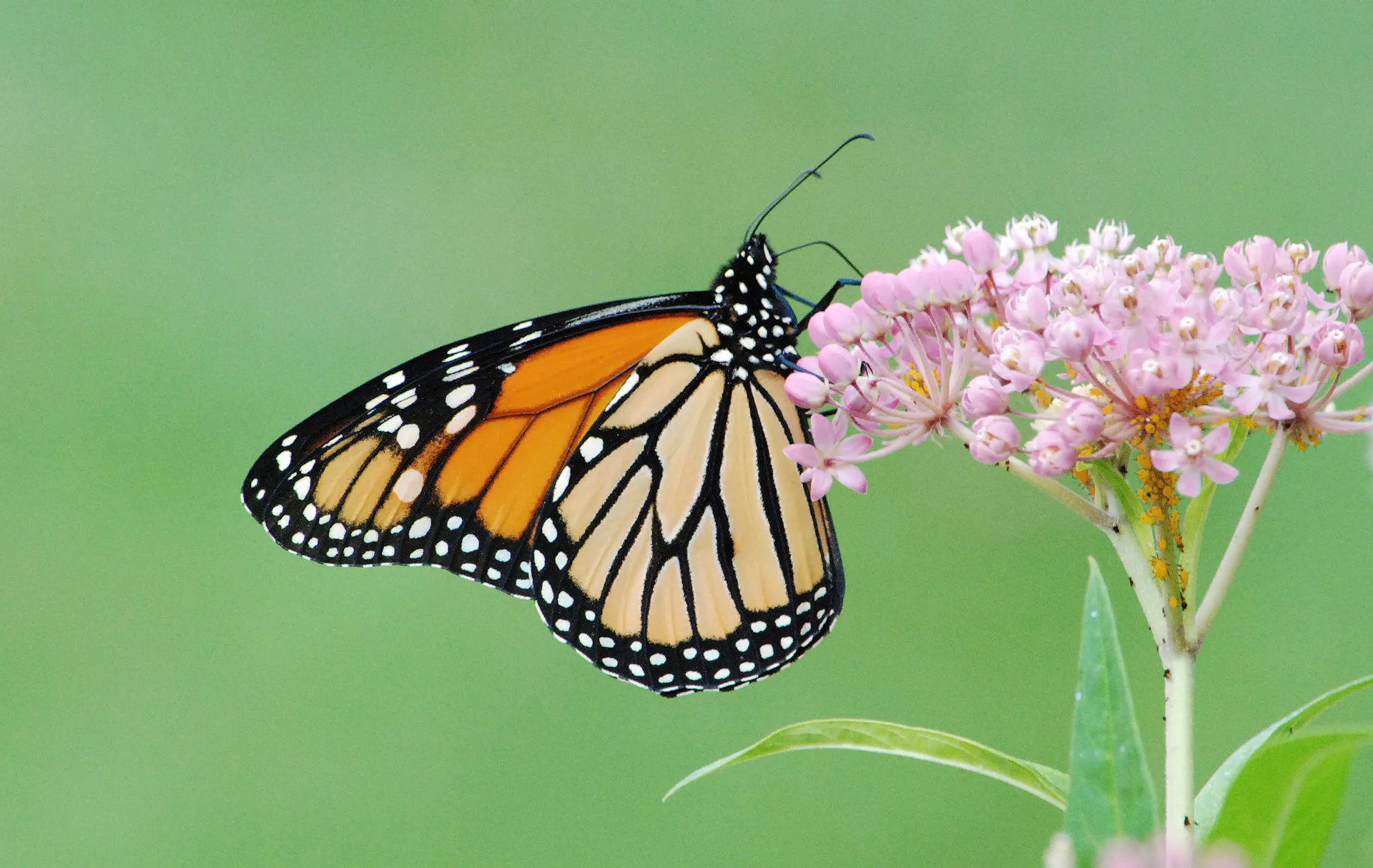 An orange and black butterfly on a pink constellation of tiny flowers.