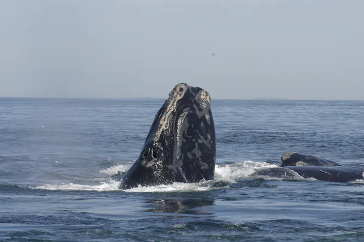 A whale sticking its nose up above the water.