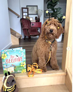 A dog dressed as a bee next to a book called The Beehive.