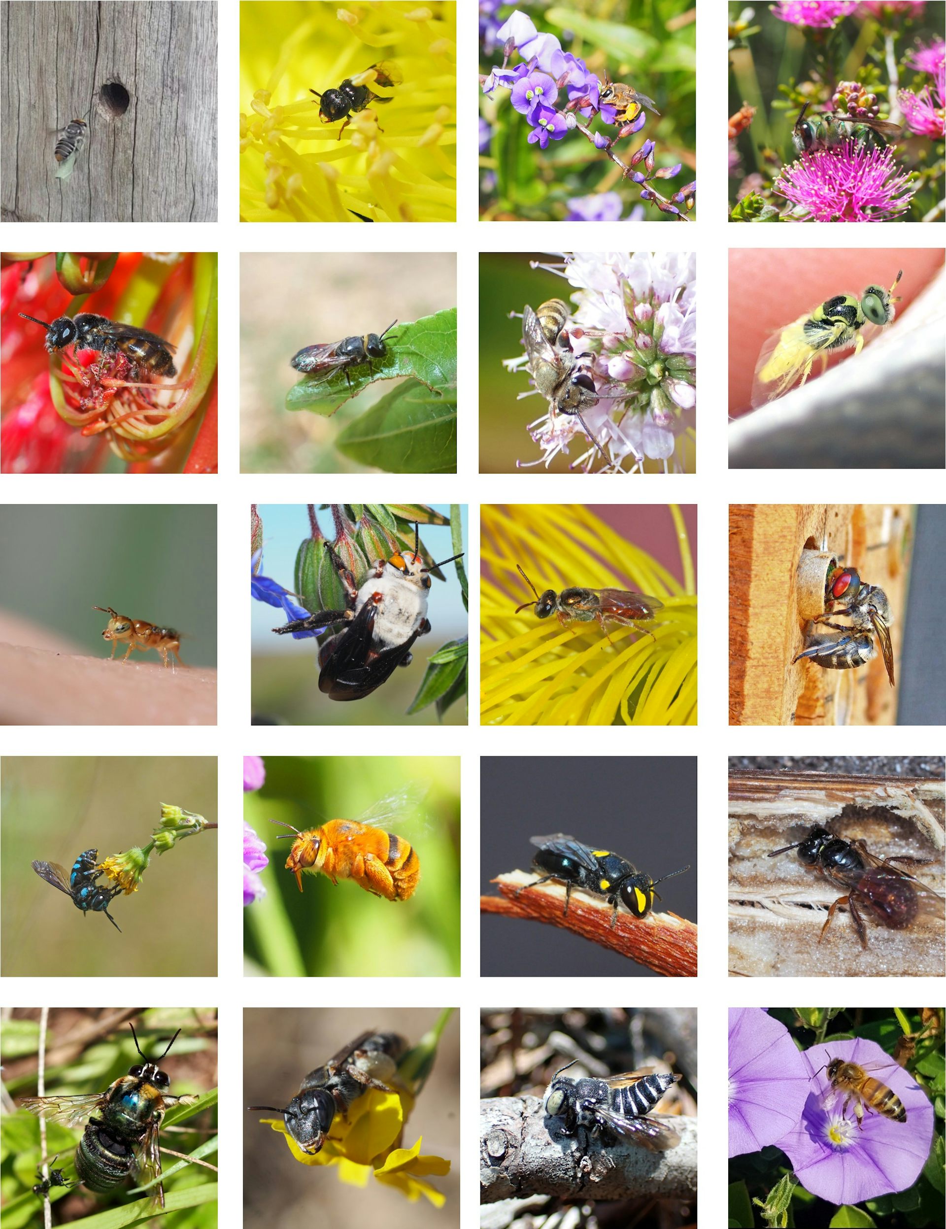 Image shows 20 pictures of bees in a 4 x 5 grid.