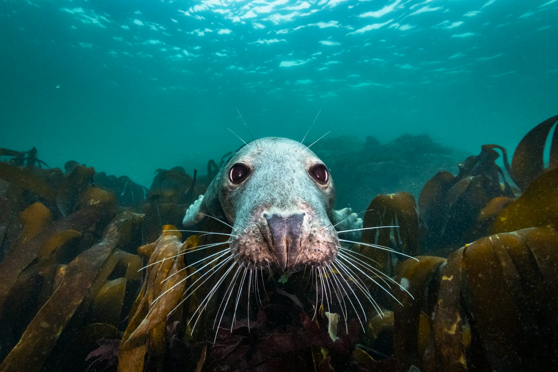 North Sea, Nature Untamed puts personal wonder back into nature documentaries