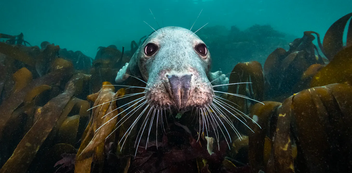 North Sea, Nature Untamed puts personal wonder back into nature documentaries