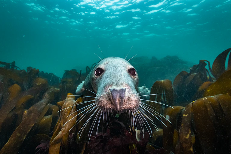 A seal in an image from the documentary